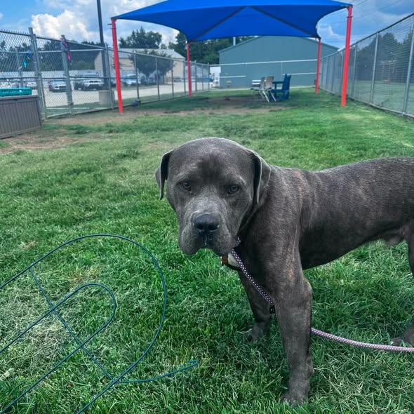 Shelter Stray Male Dog last seen Near BLOCK OLIVE STREET, 3528 Newburg Rd, Louisville, KY 40218, USA