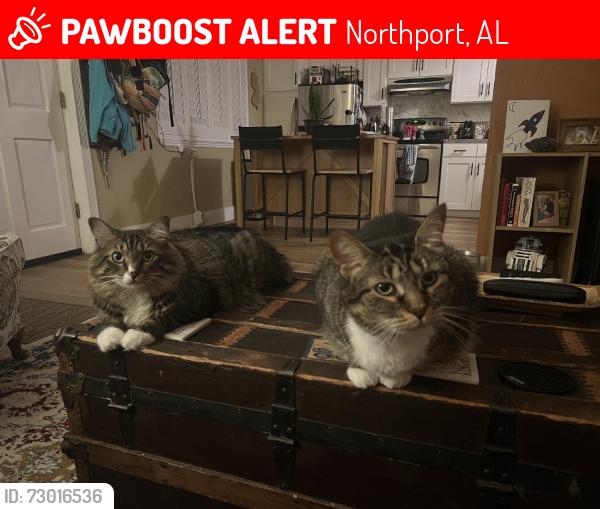 Lost Male Cat last seen Martin Rd, Northport, AL 35473