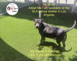Shelter Stray Female Dog last seen , 1850 W 60th St, Los Angeles, CA 90047, USA