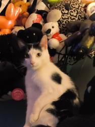 Lost Male Cat last seen Yard, Ellwood City, PA 16117