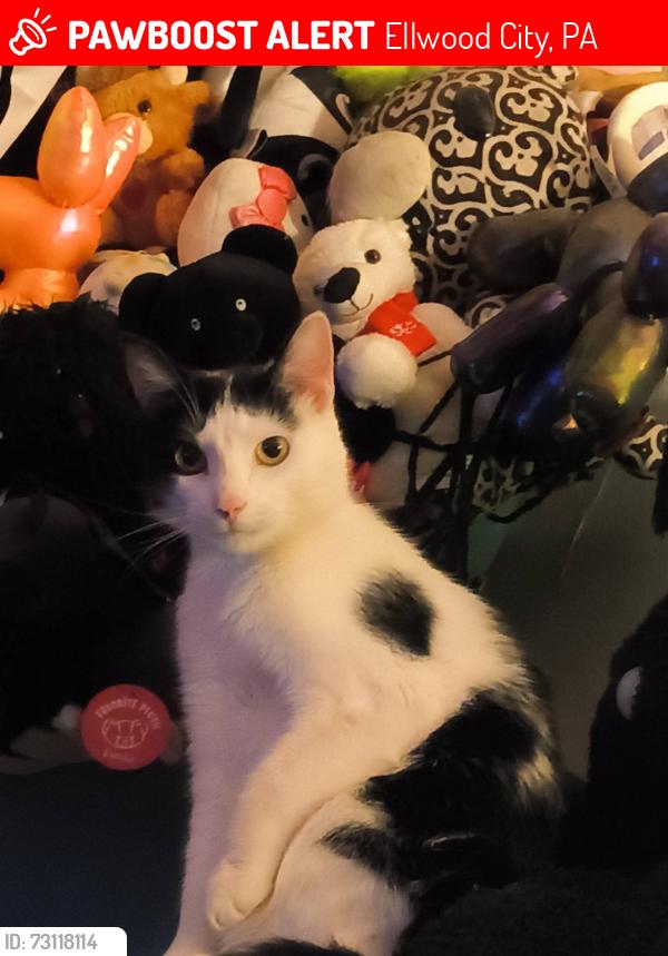 Lost Male Cat last seen Yard, Ellwood City, PA 16117
