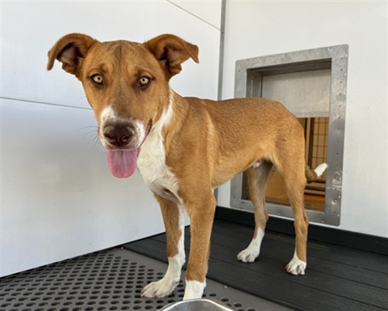 Shelter Stray Male Dog last seen Near BLOCK E, COLTON AVE APT1, 333 Chandler Pl, San Bernardino, CA 92408, USA