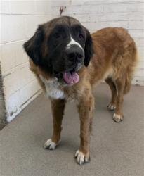 Shelter Stray Female Dog last seen Near BLOCK E EASTON ST, 333 Chandler Pl, San Bernardino, CA 92408, USA