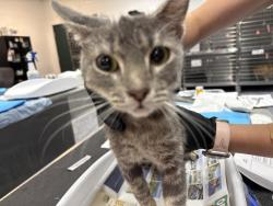 Shelter Stray Female Cat last seen Near BLOCK BOB HOPE DR, CATHEDRAL CITY CA 92276, 72050 Pet Land Pl, Thousand Palms, CA 92276, USA