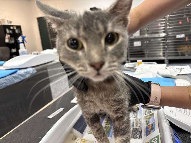 Shelter Stray Female Cat last seen Near BLOCK BOB HOPE DR, CATHEDRAL CITY CA 92276, 72050 Pet Land Pl, Thousand Palms, CA 92276, USA