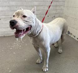 Shelter Stray Female Dog last seen N F ST X BASELINE ST, 333 Chandler Pl, San Bernardino, CA 92408, USA