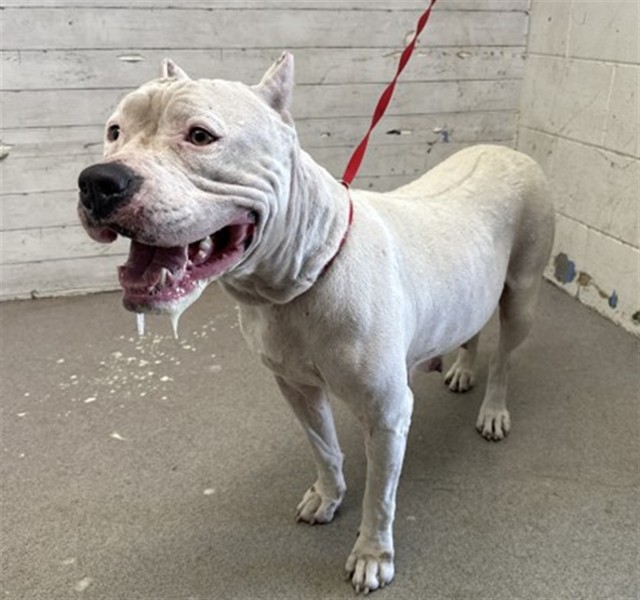 Shelter Stray Female Dog last seen N F ST X BASELINE ST, 333 Chandler Pl, San Bernardino, CA 92408, USA