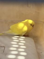 Shelter Stray Unknown Bird last seen PHANTOM/CORSAIR, 92618, 6443 Oak Canyon, Irvine, CA 92618, USA