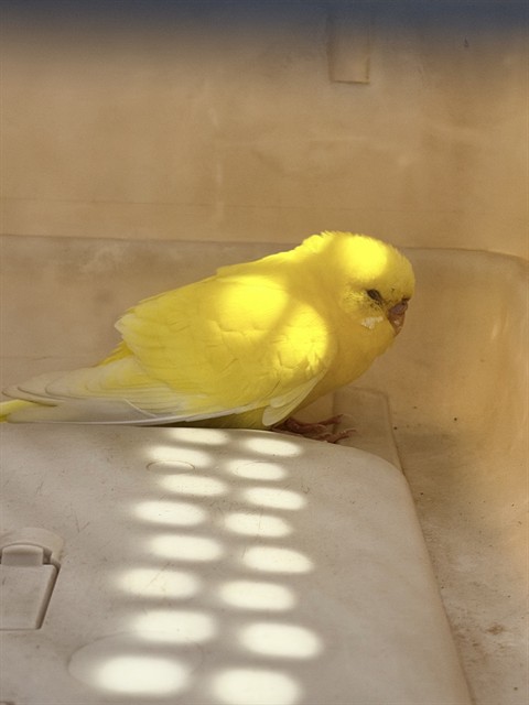 Shelter Stray Unknown Bird last seen PHANTOM/CORSAIR, 92618, 6443 Oak Canyon, Irvine, CA 92618, USA
