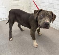 Shelter Stray Female Dog last seen WATERMAN AND 9TH, 333 Chandler Pl, San Bernardino, CA 92408, USA