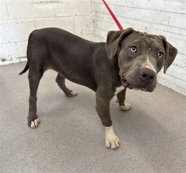 Shelter Stray Female Dog last seen WATERMAN AND 9TH, 333 Chandler Pl, San Bernardino, CA 92408, USA
