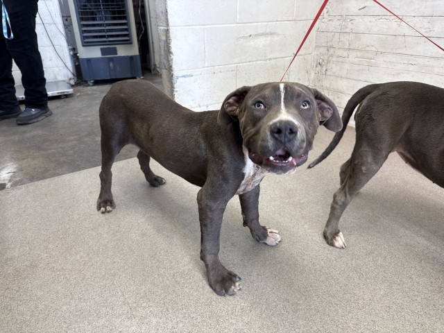 Shelter Stray Male Dog last seen WATERMAN AND 9TH, 333 Chandler Pl, San Bernardino, CA 92408, USA