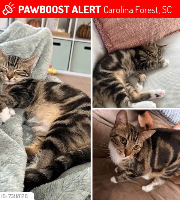 Lost Female Cat last seen Haven Pointe apmts in Carolina Forrest Myrtle Beach. We are also located right near the farm and ten oaks elementary, Carolina Forest, SC 29579