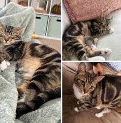 Lost Female Cat last seen Haven Pointe apmts in Carolina Forrest Myrtle Beach. We are also located right near the farm and ten oaks elementary, Carolina Forest, SC 29579