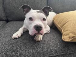 Shelter Stray Female Dog last seen PINEVILLE, 8315 Byrum Dr, Charlotte, NC 28217, USA