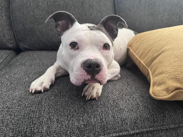 Shelter Stray Female Dog last seen PINEVILLE, 8315 Byrum Dr, Charlotte, NC 28217, USA