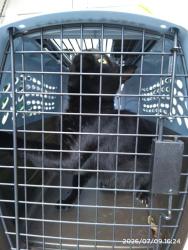 Shelter Stray Male Cat last seen CHARLOTTE, 8315 Byrum Dr, Charlotte, NC 28217, USA
