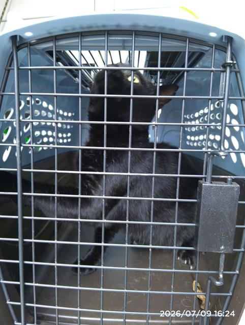 Shelter Stray Male Cat last seen CHARLOTTE, 8315 Byrum Dr, Charlotte, NC 28217, USA