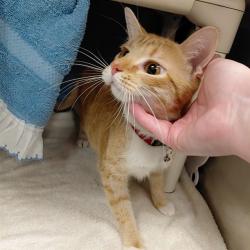 Shelter Stray Female Cat last seen KROGER/ LOGAN DR, 4950 SW Triana Blvd, Huntsville, AL 35805, USA