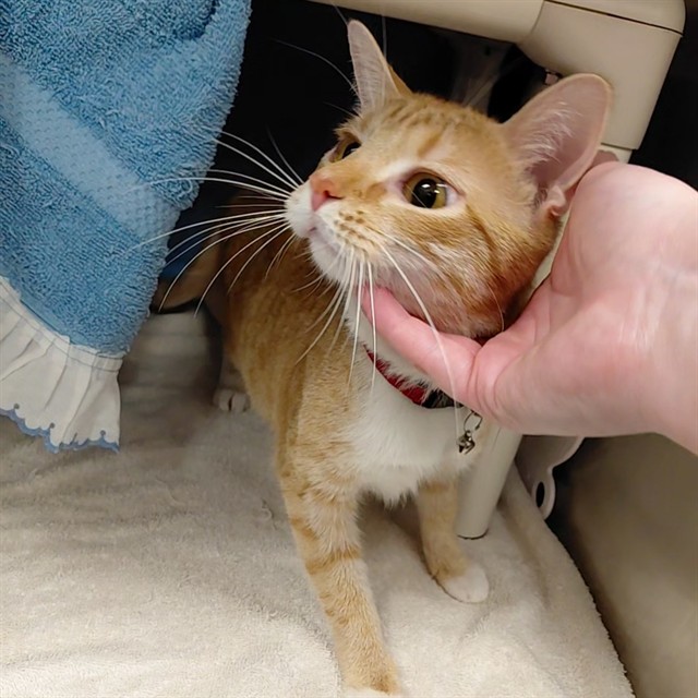 Shelter Stray Female Cat last seen KROGER/ LOGAN DR, 4950 SW Triana Blvd, Huntsville, AL 35805, USA