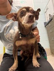 Shelter Stray Male Dog last seen ONEIDA & E 80TH AVE, 12155 Park Blvd, Brighton, CO 80601, USA