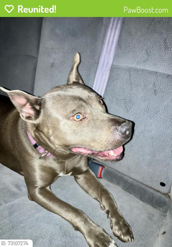 Reunited Female Dog last seen Linwood, Gastonia, NC 28052