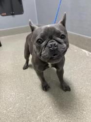 Shelter Stray Female Dog last seen Near BLOCK GOODSPRINGS RD, JEAN, NV 89019, 655 N Mojave Rd, Las Vegas, NV 89101, USA