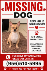 Reunited Male Dog last seen Cypress St, Pharr, TX 78577