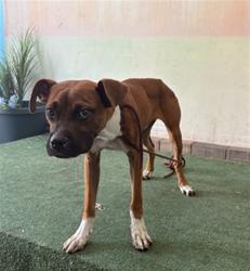 Shelter Stray Male Dog last seen , 4275 Elton St, Baldwin Park, CA 91706, USA