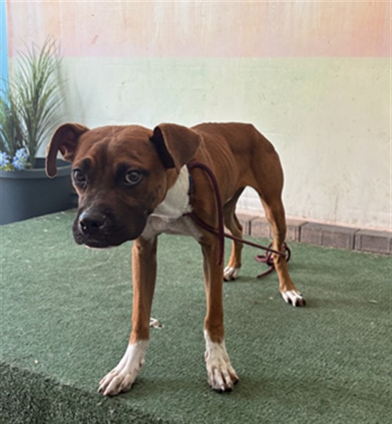 Shelter Stray Male Dog last seen , 4275 Elton St, Baldwin Park, CA 91706, USA
