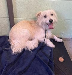 Shelter Stray Male Dog last seen HARVARD ST & MANNING ST, 2127 Front St, Sacramento, CA 95818, USA