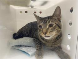 Shelter Stray Male Cat last seen Near BLOCK S 28TH ST, 3839 W Burnham St, West Milwaukee, WI 53215, USA