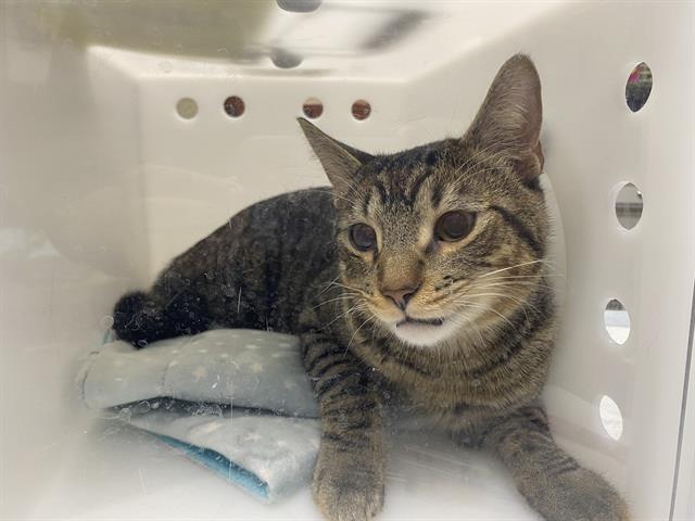 Shelter Stray Male Cat last seen Near BLOCK S 28TH ST, 3839 W Burnham St, West Milwaukee, WI 53215, USA