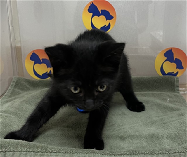 Shelter Stray Female Cat last seen DRAKE ELM ROAD & IVY SPRING LANE, 19640 Dogpatch Ln, Land O' Lakes, FL 34638, USA