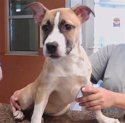 Shelter Stray Female Dog last seen MOONLAKE DR, 19640 Dogpatch Ln, Land O' Lakes, FL 34638, USA