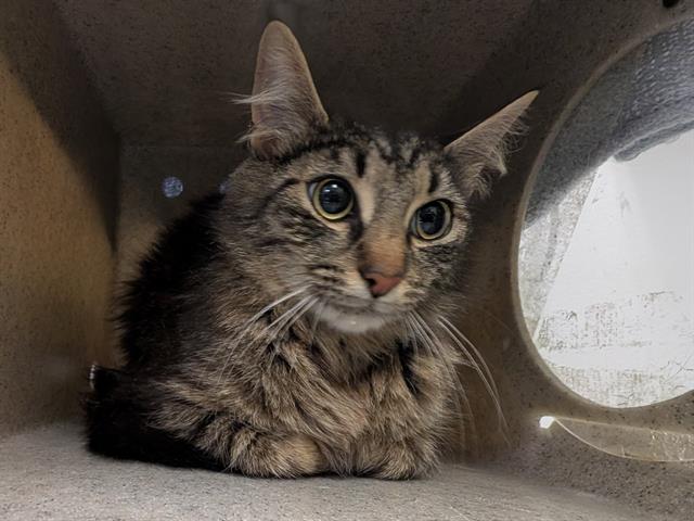 Shelter Stray Female Cat last seen Near BLOCK SE 218TH PL, KENT WA 98031, 21615 64th Ave S, Kent, WA 98032, USA