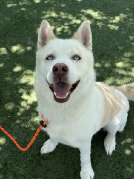 Shelter Stray Male Dog last seen , West Valley Animal Shelter, 20655 Plummer St, Chatsworth, CA 91311, USA