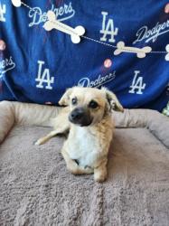 Shelter Stray Male Dog last seen , West Valley Animal Shelter, 20655 Plummer St, Chatsworth, CA 91311, USA