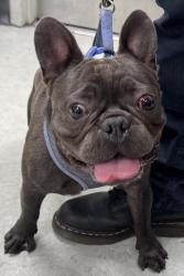 Shelter Stray Male Dog last seen , 14409 Vanowen St, Van Nuys, CA 91405, USA