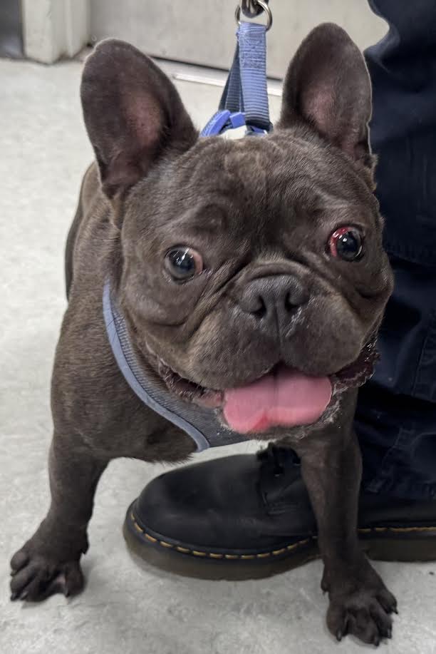 Shelter Stray Male Dog last seen , 14409 Vanowen St, Van Nuys, CA 91405, USA