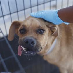 Shelter Stray Female Dog last seen Near BLOCK N GENERAL MCMULLEN, 4710 TX-151, San Antonio, TX 78227, USA