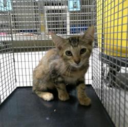 Shelter Stray Unknown Cat last seen , 232 Eslinger Way, Sanford, FL 32773, USA