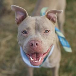 Shelter Stray Female Dog last seen LANGFORD, 4710 TX-151, San Antonio, TX 78227, USA