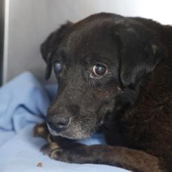 Shelter Stray Male Dog last seen Near BLOCK PROBANDT ST, 4710 TX-151, San Antonio, TX 78227, USA