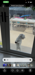 Lost Female Dog last seen Near street & 4ct, 135street & 7ave, 143 Street and northmiami, North Miami, FL 33168