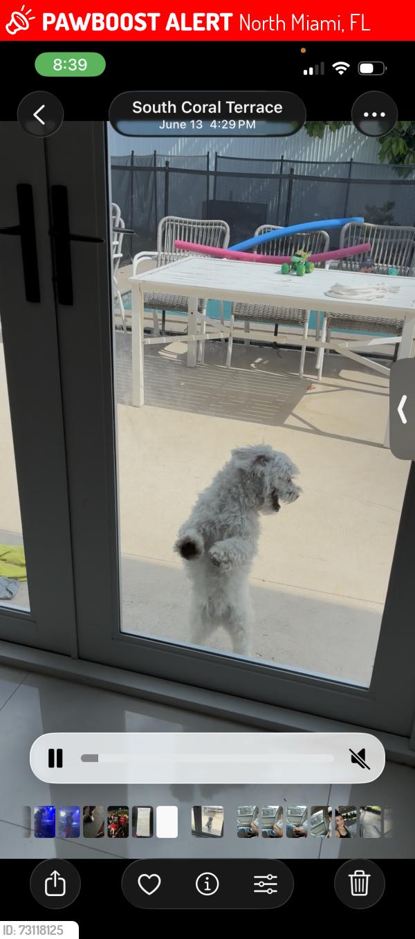 Lost Female Dog last seen Near street & 4ct, 135street & 7ave, 143 Street and northmiami, North Miami, FL 33168