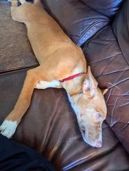 Found/Stray Male Dog last seen Southwest Pkwy & Central Park Ln, College Station, TX 77840