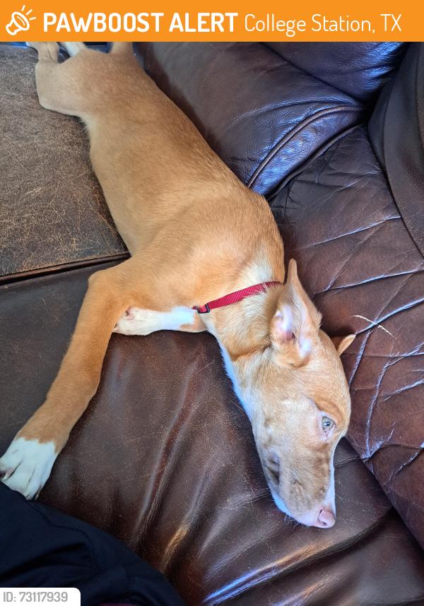 Found/Stray Male Dog last seen Southwest Pkwy & Central Park Ln, College Station, TX 77840