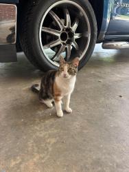 Found/Stray Female Cat last seen Cherry ln, Jonesboro, GA 30238