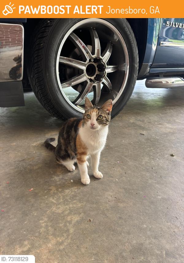 Found/Stray Female Cat last seen Cherry ln, Jonesboro, GA 30238